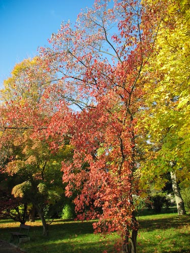 Acer tataricum ssp ginnala